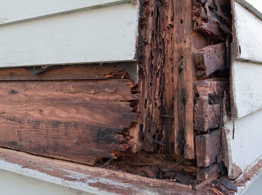 dry wood rot repair torrance ca